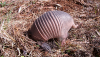 Study Shows that Armadillos can Transfer Leprosy to Humans