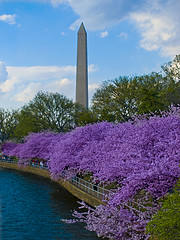 Cherry Blossom Festival